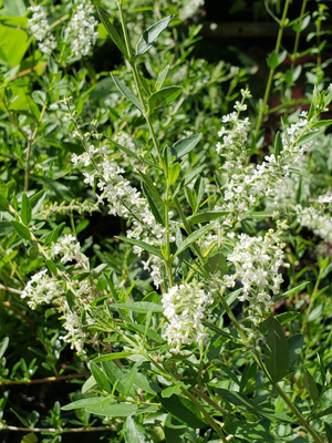 Beebrush, Jazminillo, White-brush, Hierba de la Princesa, Chaparro Blanco, Privet Lippia