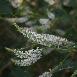Sweet Almond Verbena, Incense Bush