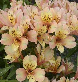 Inca Ice™ Alstroemeria, Peruvina Lily, Lily of the Incas, Parrot Lily
