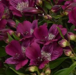 Inca Noble™ Alstroemeria, Peruvina Lily, Lily of the Incas, Parrot Lily
