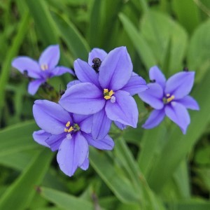 Blue Stars, Blue Corn Lily, Blue-Eyed Iris