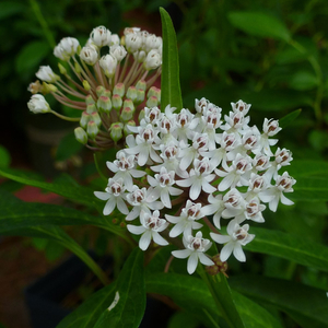 White Milkweed, Aquatic Milkweed