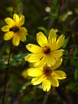 Bearded Beggartick, Tickseed Sunflower, Bur Marigold