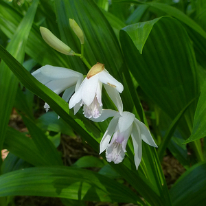 White Chinese Ground Orchid, Hardy Orchid, Hyacinth Orchid, Urn Orchid