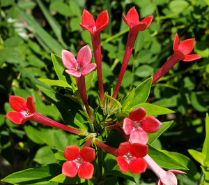 Firecracker Bush, Scarlet Bouvardia, Trompetilla, Clavillo