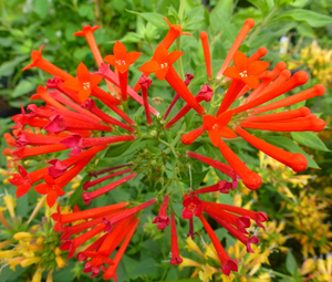 Firecracker Bush, Scarlet Bouvardia, Trompetilla, Clavillo