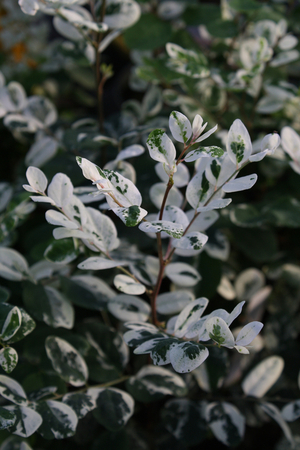 Hawaiian Snowbush