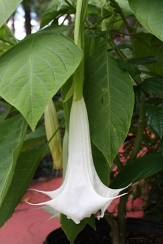 Cypress Gardens White Angel's Trumpet, Wedding Bells