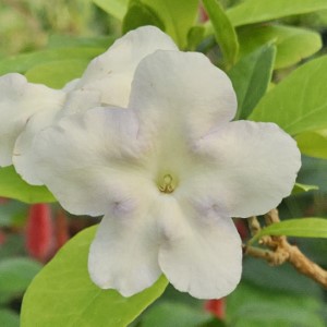 Isola Brunfelsia, Purple Lady of the Night, Lady of Hispaniola