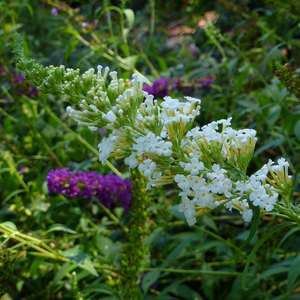 White Profusion Butterfly Bush, Buddleja