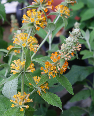 Orange Sceptre Butterfly Bush