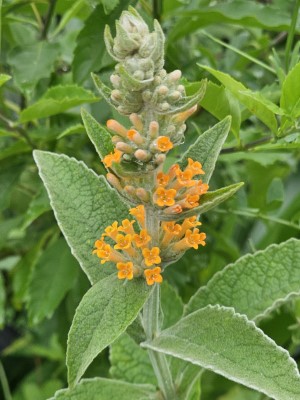 Orange Sceptre Butterfly Bush, Buddleja