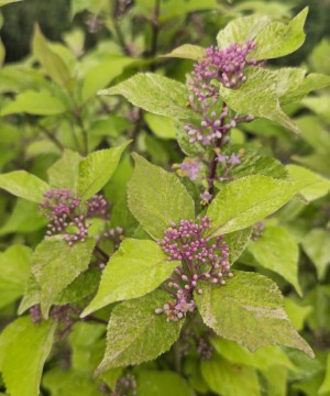Wine Spritzer™ Variegated Japanese Beautyberry, Japanese Mulberry