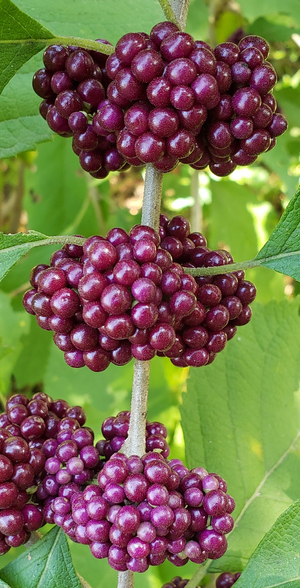 Black Beautyberry, Mexican Beautyberry