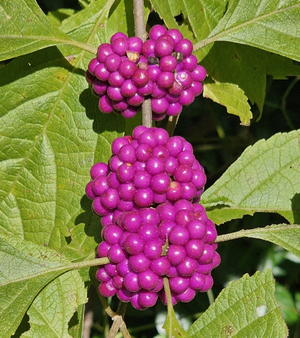 American Beautyberry, French Mulberry, Wild Goose's Berry, American Mulberry