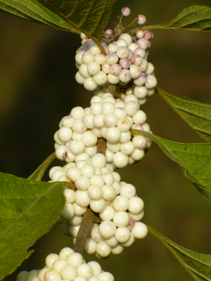 White Fruited American Beautyberry, French Mulberry, Wild Goose's Berry, American Mulberry