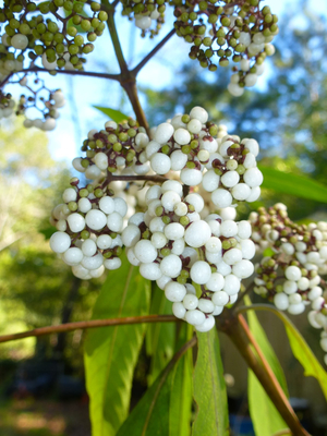 White Fruited Asian Beautyberry