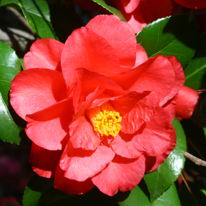 Christmas Beauty Camellia