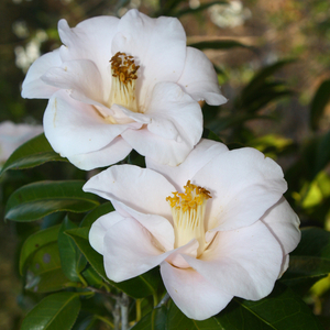 Magnoliaeflora Camellia, Hagoromo Camellia