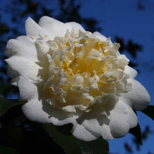 Shiro Chan Camellia