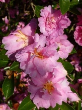 Showa-No-Sakae Sasanqua Camellia