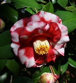 Leather-style camellia flower head talon