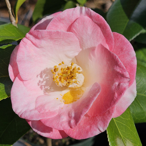 April Remembered Camellia