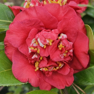 April Tryst Camellia