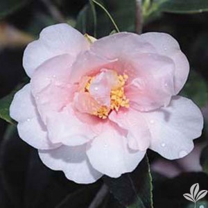 Ashton's Pink Camellia