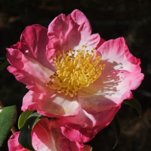 Autumn Sunrise Sasanqua Camellia