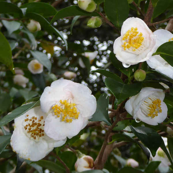 Fragrant Fairies Sasanqua Camellia