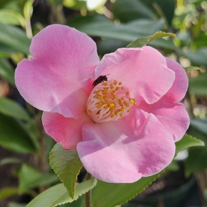 Koto-No-Kaori Camellia