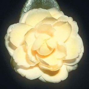 Lemon Glow Camellia
