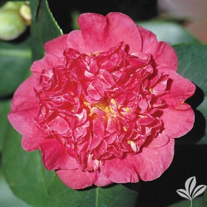 Maiden of Great Promise Camellia