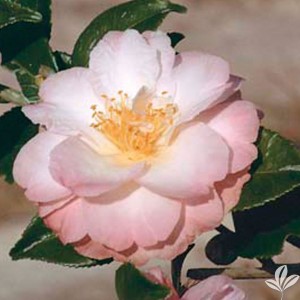 Meredith Camellia