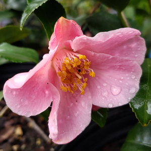 Minato-No-Akebono Camellia