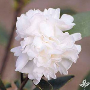 Polar Ice Sasanqua Camellia