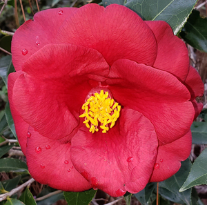 Royal Velvet Camellia