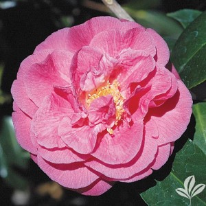 Scentsation Camellia