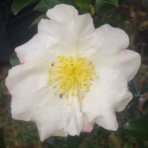 Setsugekka Sasanqua Camellia