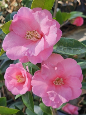 Spring Awakening Camellia