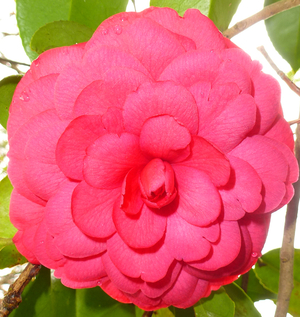 C.M. Hovey Camellia, Colonel Firey Camellia