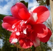 Camellia Japonica By Flowering Season (Early-Mid-Late)