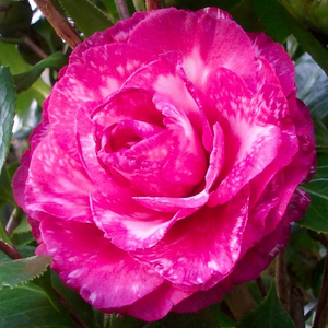 Helen Bower Variegated Camellia
