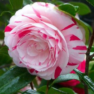 La Peppermint Camellia