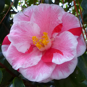 Lady Vansittart Camellia