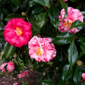 Tricolor Superba Camellia