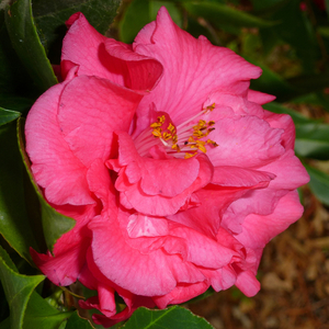 Woodville Red Camellia