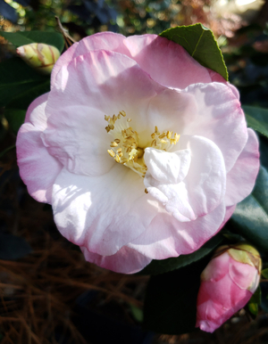 April Remembered Camellia