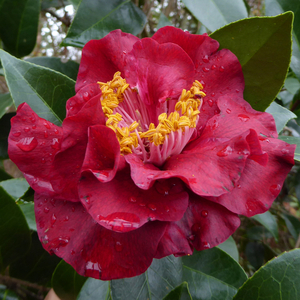 Bob Hope Camellia